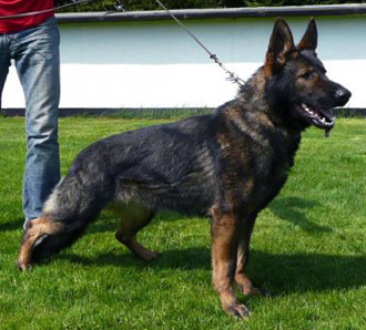 Ddr sable german shepherd cheap